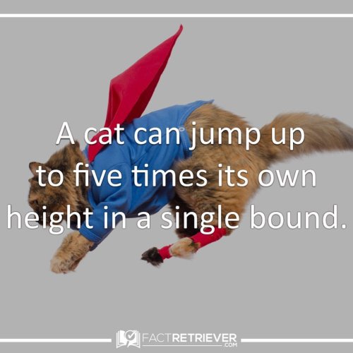 Cats are built to be fantastic jumpers! They can jump so high because they have  -low body weight -s