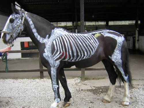 ainawgsd:Skeleton Horses