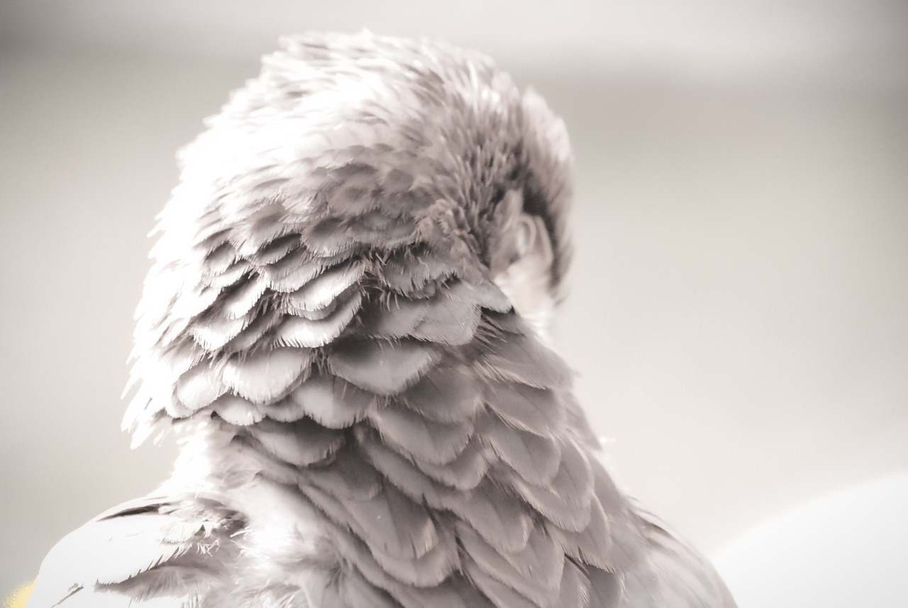 solohawk:  Solo, B&amp;W 1 Some of my favourite photos I took of Solie, that