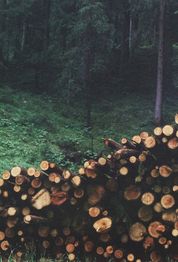 p0urtoujours:  nature/vintage blog  