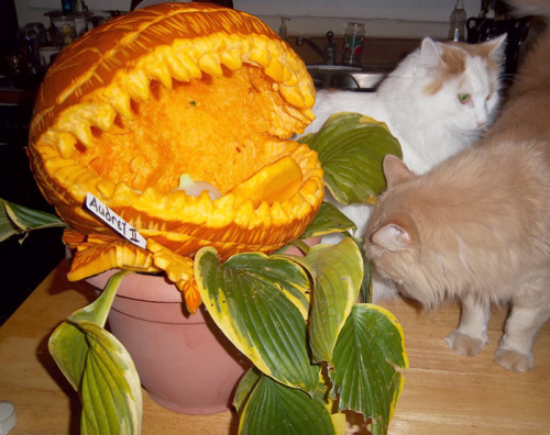 halloweenfunstuff:  crowbawt:  My pumpkin for the contest. It was kind of rushed because there was a time limit but w h a t e v e r. Audrey II the killer plant from Little Shop of Horrors, if you don’t recognize the reference. I didn’t know if they’re