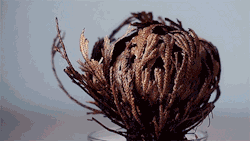 Itscolossal:  The Rose Of Jericho [Video] Is A Species Of Desert Moss That Has