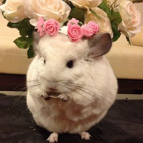 ainawgsd:Rodents With Flower Crowns
