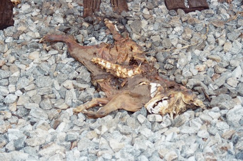 Dead dog, New Orleans railroad tracks. Jane Chardiet.