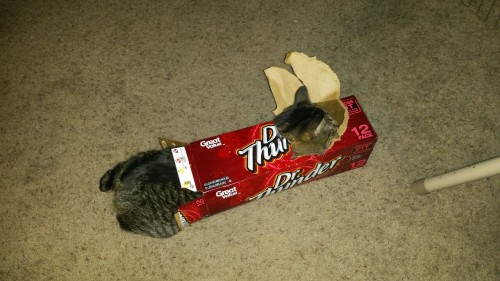 themeatpie:My cat is an exploded biscuit can.