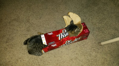 themeatpie: My cat is an exploded biscuit can.