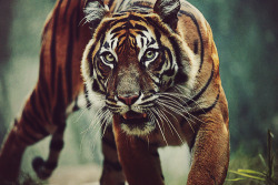 Tiger on We Heart It. http://weheartit.com/entry/46374653/via/xegy