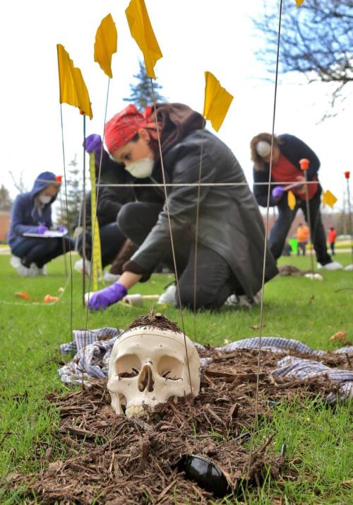 cmuniversity: CMU students were given a chance through a forensic anthropology class to investigate 