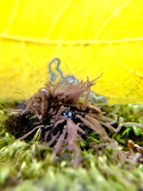 sporesmore:Pipe Cleaner Slime Mold, Stemonitis sp., on a buckeye log with a black walnut leaf sittin