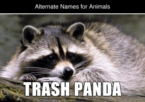 rarest-beauty:tastefullyoffensive:Alternate Names for Animals (photos via Imgur)Related: Name Improvements for Everyday StuffFart squirrel FLAP FLAP! OMG! ASSHOLE XD *snort*I’m sorry. I’m dying. This was way too fucking funny XD
