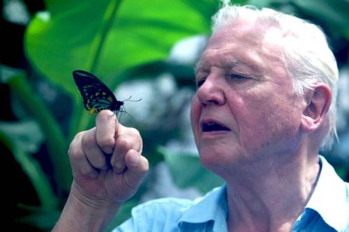 sagansense:Sir David Attenborough Reveals He’s Had A Pacemaker FittedThe 87-year-old filmmaker admit