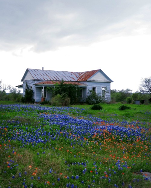 Ambermaitrejean:  Bluebonnets And Broken Dreams. Photos By Amber Maitrejean