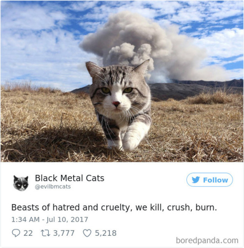 scowlofjustice: probablyacerpgideas: catsbeaversandducks: Twitter Account Pairs Cat Pics With Metal 