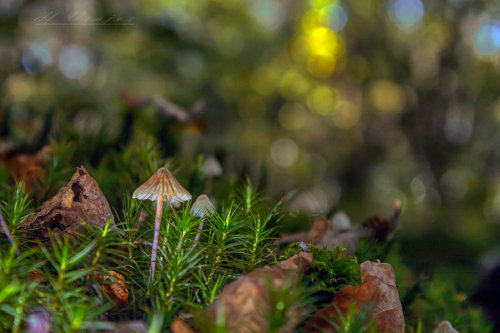 mushrooms12 by hubert61