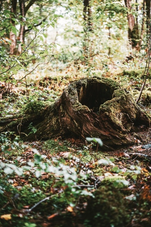 witchy-kitchen-craft:Forest in England, Fall 2019