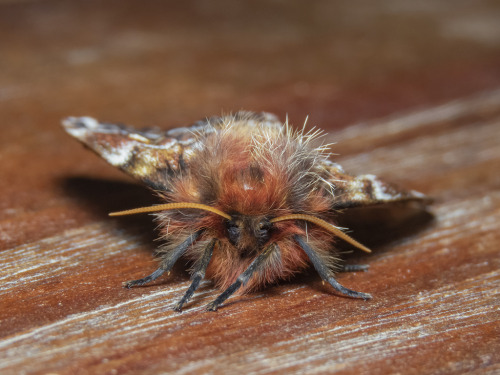 Male Chilean Silkmoths, Ormiscodes Schmidtnielseni, Saturniidae