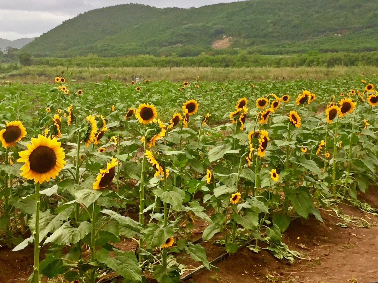 bajoestalupa:  The closest I’ll get to Tuscany Sunflower harvest, Guanica, PR 