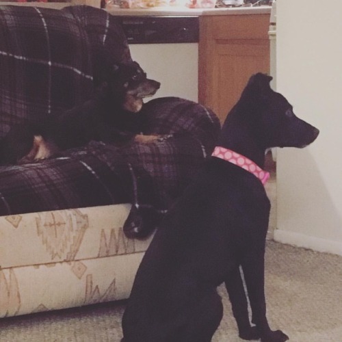 (Im)patiently waiting for their grandma to get home. #Moose #Bubba #dog #puppy #dogs