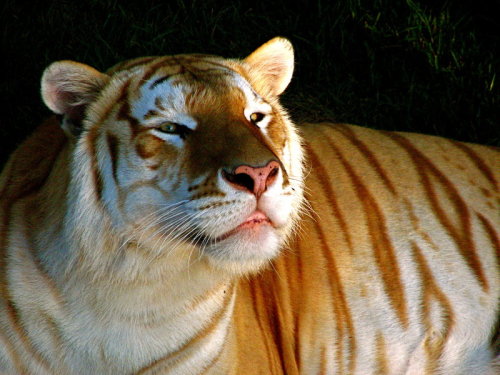 aspieblogger: the-incedible-sulk: sailorbrazil: kirabo01blog: Golden tiger @monsterfalls9 Cute! ⭐️