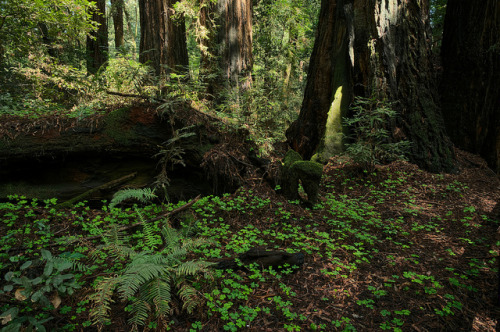 Henry Cowell Redwoods State Park by scott_clark on Flickr.