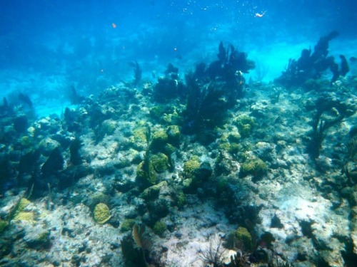 I was going through some old photos and found some pictures from a snorkeling trip I took a couple y