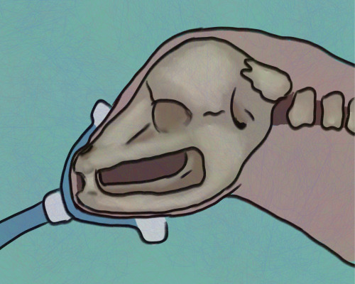 gaeilge: biaosc an humuncuil, ta se gan fiacala agus beal
english: skull of a humunculus, it doesnt have teeth or a mouth