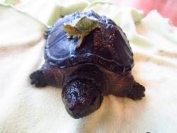 turtlefeed:  FYI: Turtles are stackable. 
