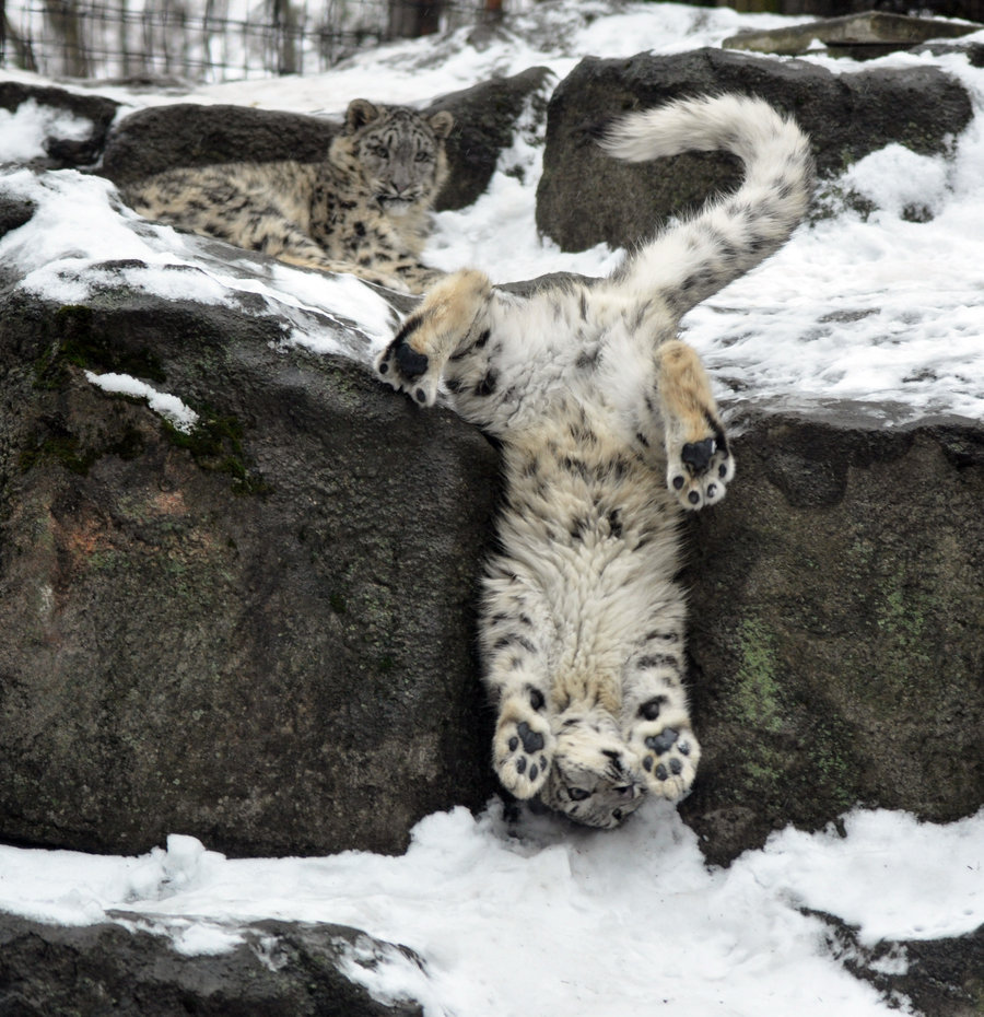 cute-overload:  Playful young snow leopardhttp://cute-overload.tumblr.com