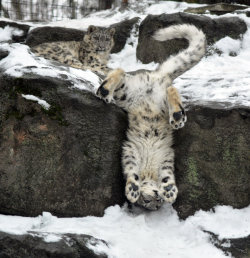 cute-overload:  Playful young snow leopardhttp://cute-overload.tumblr.com