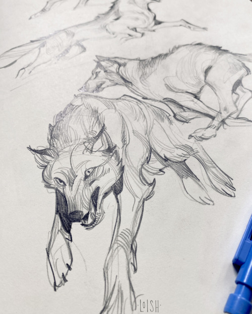 Wolf sketches from ref! Been getting back into sketchbook stuff and it’s been nice.Process video for