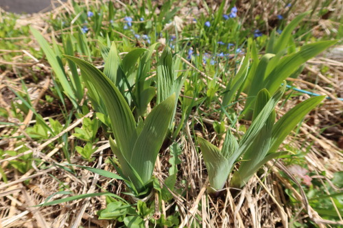  Iris germanica — German iris 