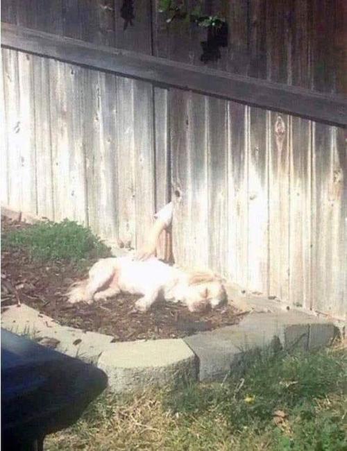 romanticandnaughtysoul:  anotherrandomguy81: edensmidian:   picsthatmakeyougohmm:  hmmm  Me   Same Me, cause I can’t have a dog right now! 