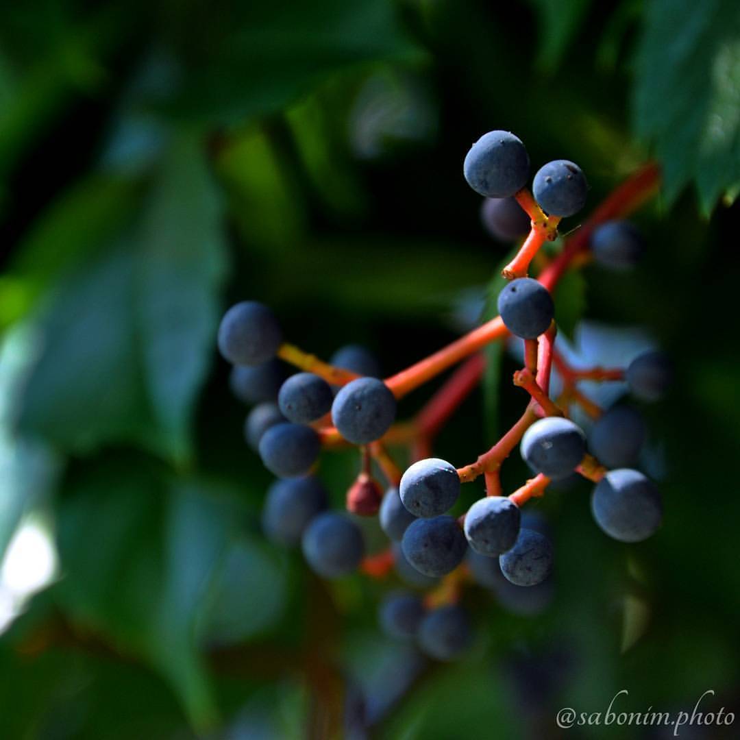 #berry #berries #berriesandlove #naturephotography #sabonim_photo #turkey #macros #macrophotography #photodaily #photo #photography #macro #nature #instagood #instaphoto #instalike #naturelovers #colours #coloursofnature #blue #green #nikon...