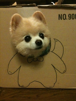 awwww-cute:  How do I look? (Source: http://ift.tt/1p91esZ)