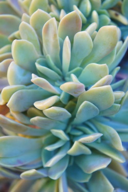 flora-file:  graptoveria (by flora-file)