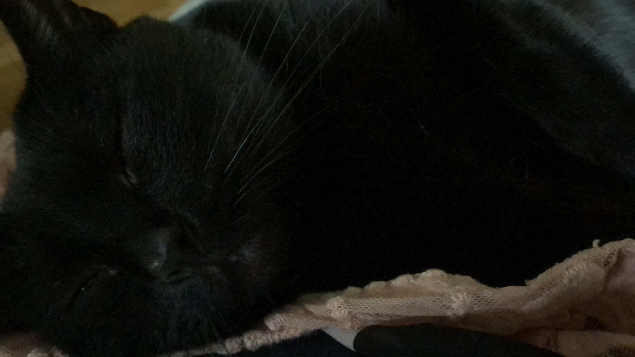 slutty-ankylosaurus:cupcakecamisado:sophiaslittleblog:i-am-a-fish:thistlebistle:i-am-a-fish:contrary to popular belief black cats are good luck actually because they are babyi need proof of this statement, fish. i need citations.sources;ALTJoey Ramone