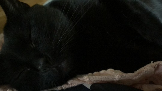 slutty-ankylosaurus:cupcakecamisado:sophiaslittleblog:i-am-a-fish:thistlebistle:i-am-a-fish:contrary to popular belief black cats are good luck actually because they are babyi need proof of this statement, fish. i need citations.sources;ALTJoey Ramone