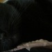 slutty-ankylosaurus:cupcakecamisado:sophiaslittleblog:i-am-a-fish:thistlebistle:i-am-a-fish:contrary to popular belief black cats are good luck actually because they are babyi need proof of this statement, fish. i need citations.sources;ALTJoey Ramone