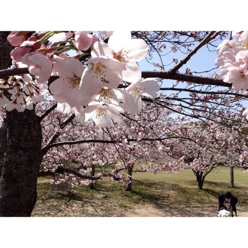 Unbearable beauty #sakura #hanami #karatsu #kagami #kagamishrine #saga #japan #homeawayfromhome #che