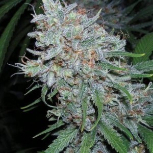 THC for inspiration
