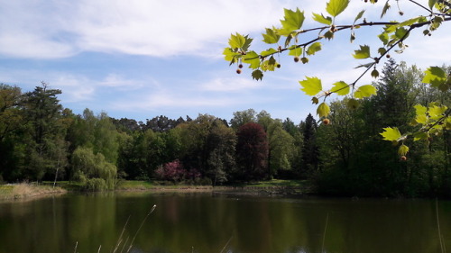 Nad zamkowym stawem.By the castle’s pond.