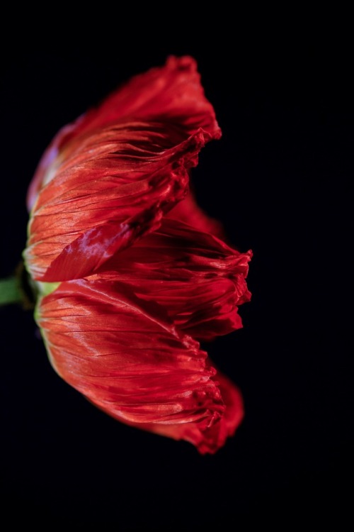 Porn photo botanic-art: Poppy Bloom ©Botanic Art 