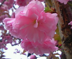 八重桜　double cherry blossoms