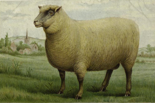 Sheep from Mrs. Beeton’s guide to cookery in all its branches, 1909. Unknown artist. Via NYPL