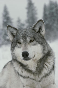 beautiful-wildlife:  Portrait of a Wolf by Jim and Jamie Dutcher