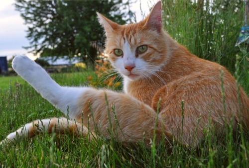 koi-a: Say hello to my handsome orange prince, Paul