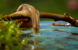 animalics:  Little snail drinking water 