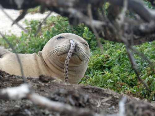 Eels in Seals, a Slippery SituationNOAA researchers monitoring Hawaiian monk seals have noticed a st