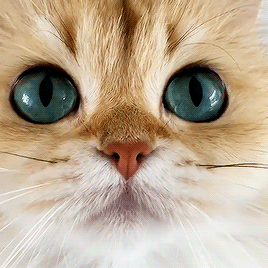 springcottage:smoothiethecat on ig