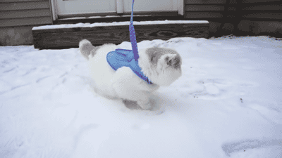 Kitty’s first time in the snow - Imgur  DAWWWWWWW
